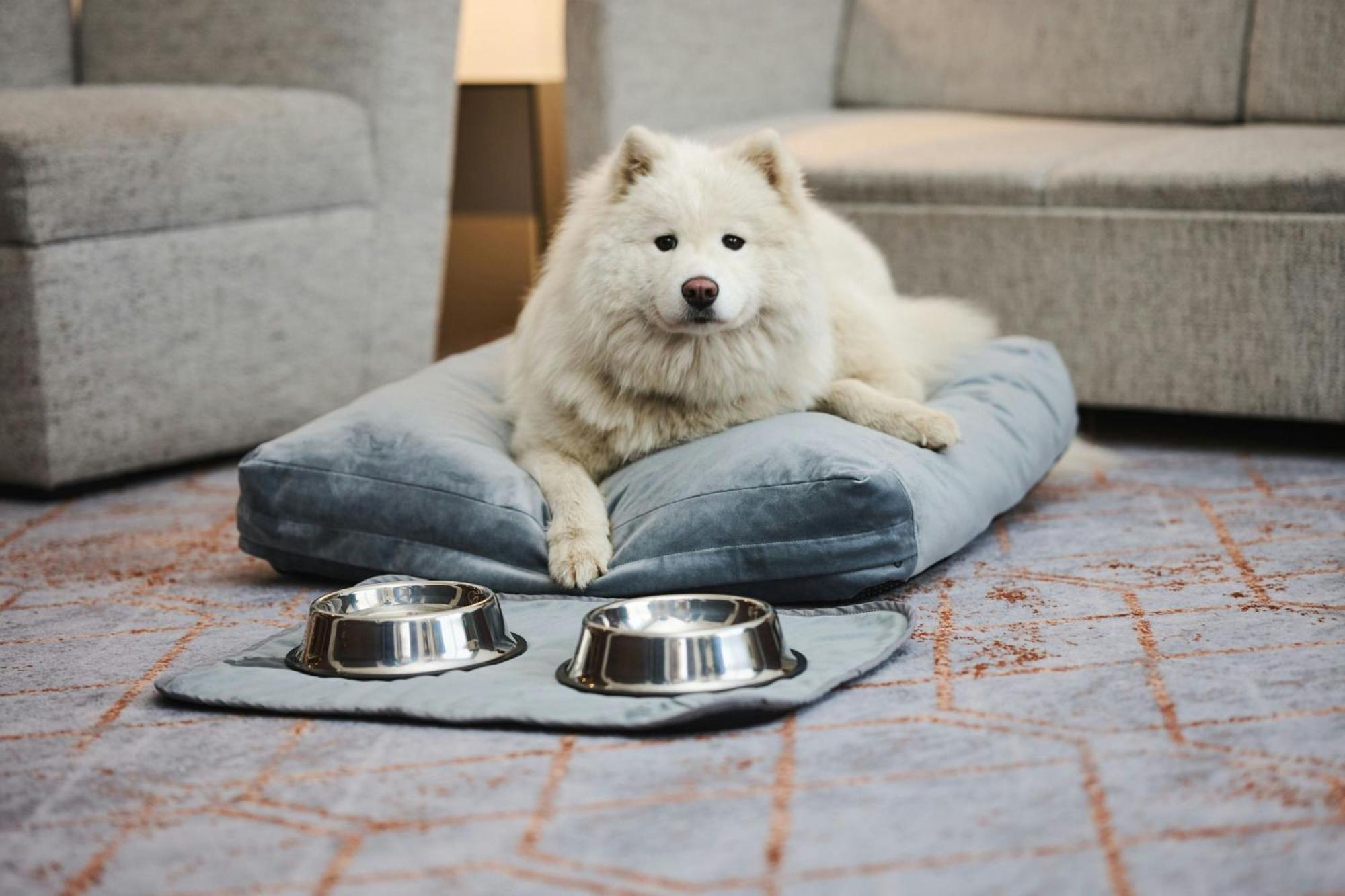 Sheraton Poznan Hotel Exterior photo A Samoyed dog
